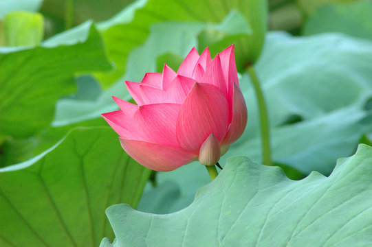 Fototapeta lotus bud in front of green leaf in summer
