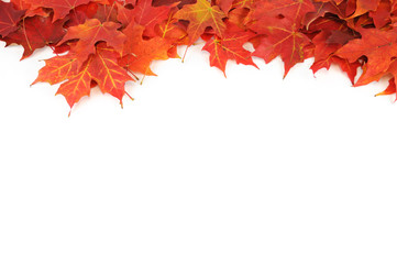 colorful autumn maple leaves frame isolated on white background