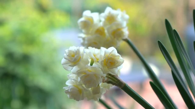 Erlicheer jonquil daffodils in natural garden setting, panning closeup handheld.