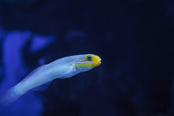 Obraz premium Sleeper Gold Head Goby fish Valenciennea strigata