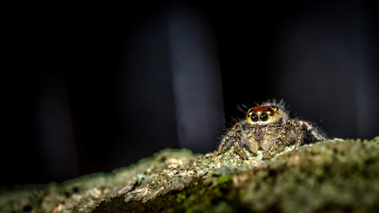 macro shoot of jumping spider crawling on mossy bark of the tree