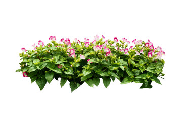 pulple flower bush tree isolated with clipping path