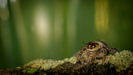 macro shoot of jumping spider crawling on mossy bark of the tree