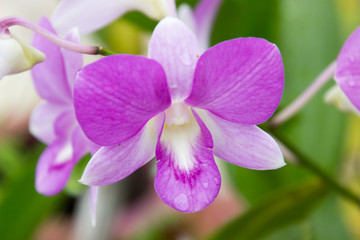 Purple orchid