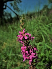 Obraz premium minnesota flower
