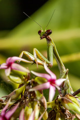 Louva-a-deus (Mantodea) | Praying mantis fotografado em Guarapari, Espírito Santo -  Sudeste do Brasil. Bioma Mata Atlântica.