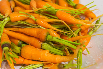 Freshly washed whole harvest carrots. Close-up with shallow dof.