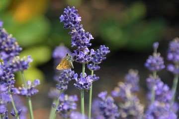 Moth on Lavender