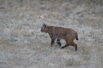 Stalking Bobcat