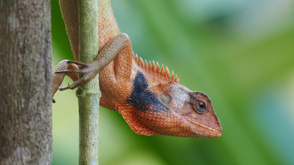 Lizard © Suphatthra China