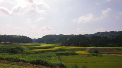 日本　田舎の風景　千石棚田　収穫の時