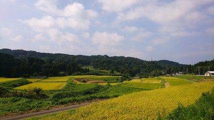 Fototapeta na wymiar 日本　田舎の風景　千石棚田　収穫の時