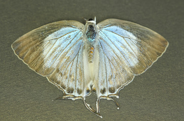 Moth insect
