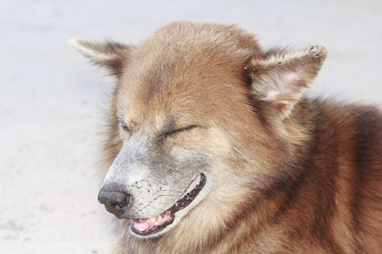 Closeup brown thai dog