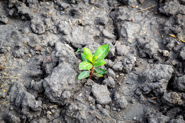 Young green plant growing up on crack earth, Global warming theme green grass rising on burned cracked ground ,Growth concept