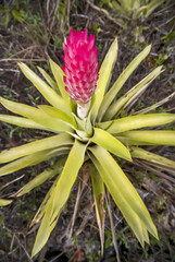 Bromélia-quesneliana (Quesnelia quesneliana) | Bromeliad fotografado em Guarapari, Espírito Santo -  Sudeste do Brasil. Bioma Mata Atlântica. 