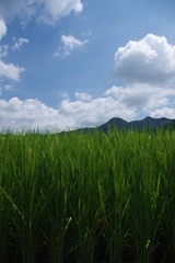 鬼木棚田の夏