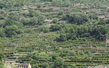 vineyard grapevine plantation in Aosta Valley