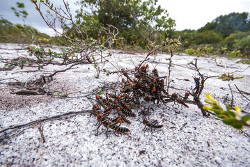Gafanhoto-soldado (Chromacris speciosa) | Grasshopper fotografado em Guarapari, Espírito Santo -  Sudeste do Brasil. Bioma Mata Atlântica. 