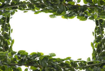 Fototapeta premium Green leaves frame on white background
