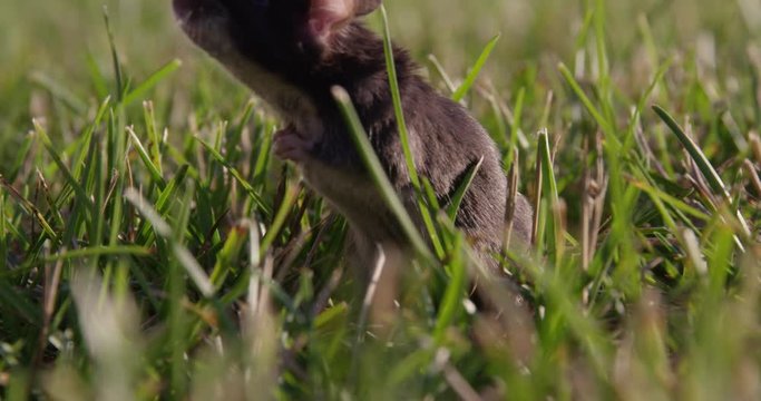 Mouse stands up in grass - head on - slow motion