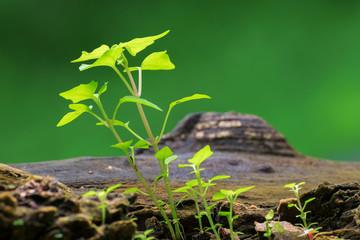 New plant growth on old tree trunk