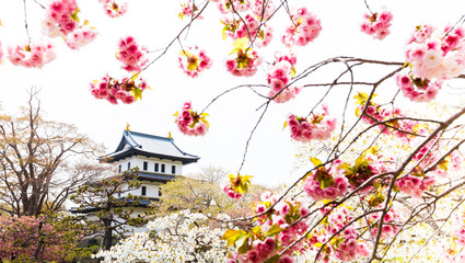 Spring sakura cherry blossoms at Matsumae Castle which officially recognized as one of the best...