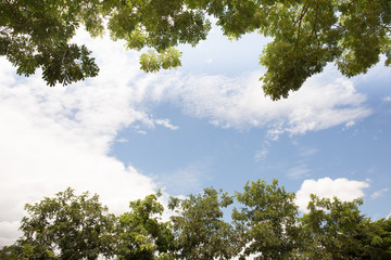 twin trees on sky background,tree,sky