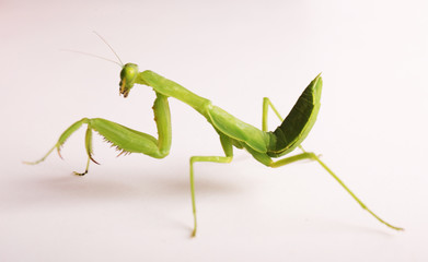 Mantis on white background. Closeup image of mantis looking into camera. Soothsayer or mantis green insect. Mantis head and arms with claws. Grass green Mantodea from tropical nature. Mantis
