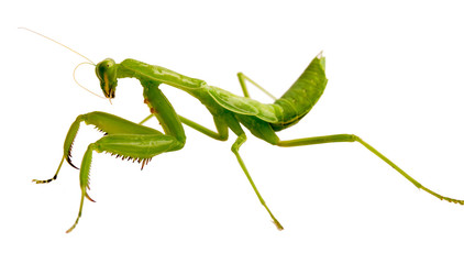 Mantis on white background. Closeup image of mantis looking into camera. Soothsayer or mantis green insect. Mantis head and arms with claws. Grass green Mantodea from tropical nature. Mantis