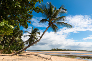Landscape with sloping coconut palms on tropical island