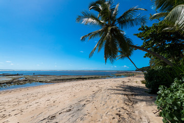 Paradise island on tropical island with coconut trees