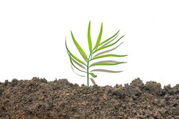 Tree seedlings.