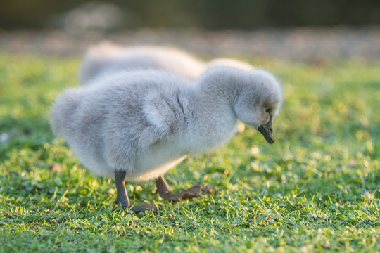 outdoor portrait of baby bird swan on green grass background