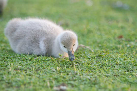 outdoor portrait of baby bird swan on green grass background