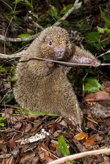 Ouriço-preto (Chaetomys subspinosus) | Bristle-spined rat fotografado em Guarapari, Espírito Santo -  Sudeste do Brasil. Bioma Mata Atlântica. 