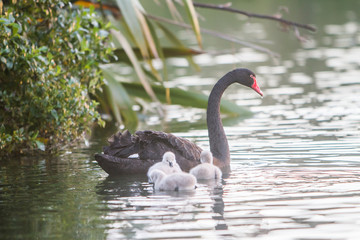 mother swan with her baby chicks