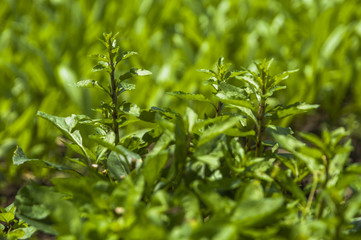 Medlar plant vegetable closeup