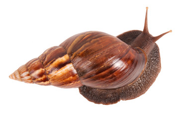 Snail (Amphidromus)