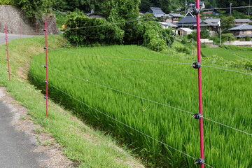 害獣よけの電気柵