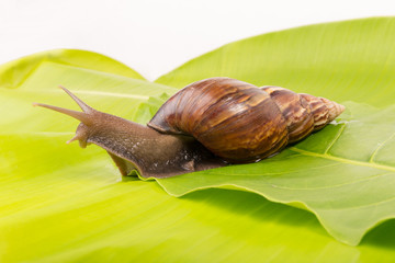 snail on the green leaf  on white background isolated