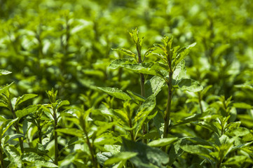 Medlar plant vegetable closeup