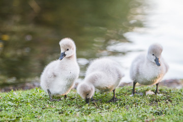 baby bird swan on natural background