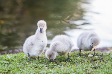 baby bird swan on natural background