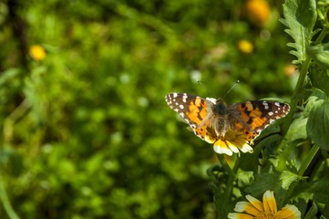 Obraz premium Butterfly and flower closeup 