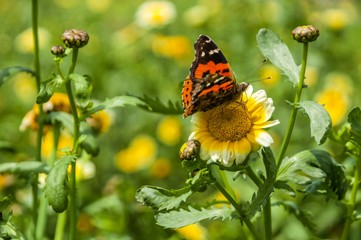 Butterfly and flower closeup 