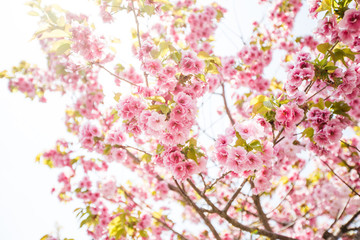close up of pink cherry blossom-sakura