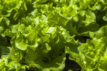 Lettuce vegetable  
