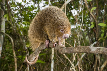 Ouriço-preto (Chaetomys subspinosus) | Bristle-spined rat fotografado em Guarapari, Espírito Santo -  Sudeste do Brasil. Bioma Mata Atlântica. 
