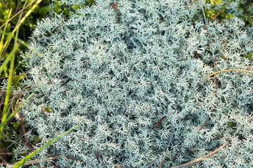 lichen cladonia closeup